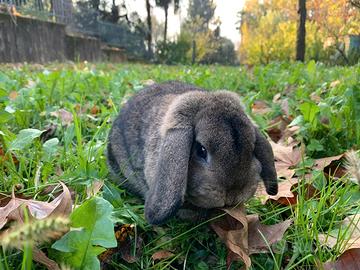 Coniglio coniglietto ariete nano