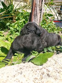 Cuccioli di cane corso