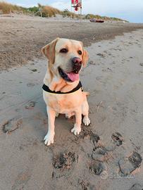 Leon - Labrador per monta