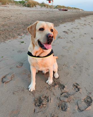 Leon - Labrador per monta