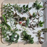 SUCCULENTE colorate RARE