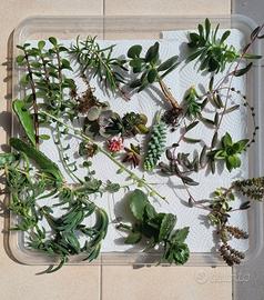 SUCCULENTE colorate RARE