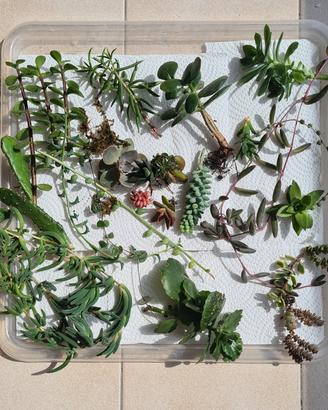 SUCCULENTE colorate RARE