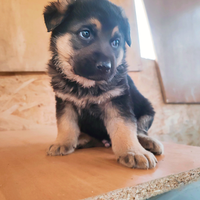 Cuccioli di pastore tedesco