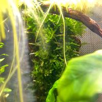 Vesicularia ferriei Weeping moss