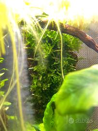 Vesicularia ferriei Weeping moss