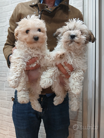 Maltipoo femminucce