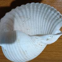 conchiglie  da collezione