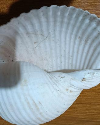 conchiglie  da collezione