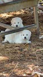 Cuccioli di pastore Maremmano