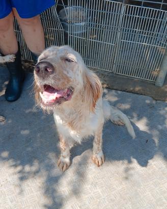 Setter inglese