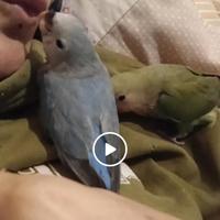 Inseparabile rosei. Allevati a mano