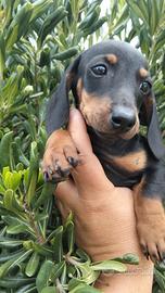 Cuccioli di bassotto kaninchen