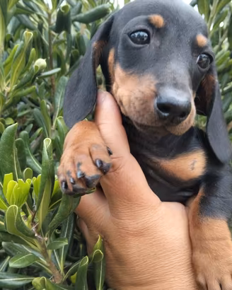 Cuccioli di bassotto kaninchen