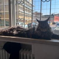 Stallone maine coon per monta