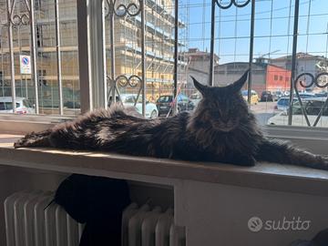 Stallone maine coon per monta