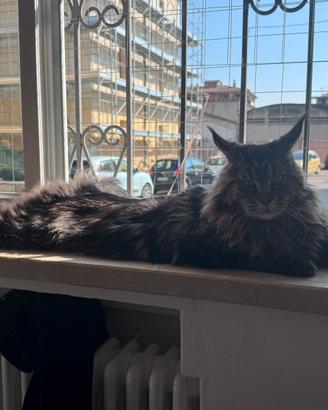 Stallone maine coon per monta