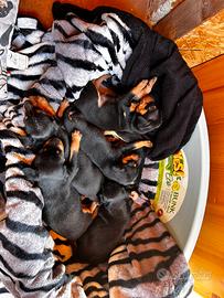 Cuccioli di Pinscher