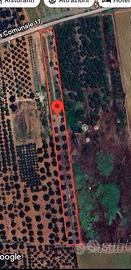 2 terreni agricoli 7.000mq cad