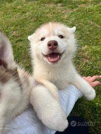 Cuccioli di Siberian husky con pedigree