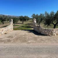 Terreno con Uliveto e Mandorleti
