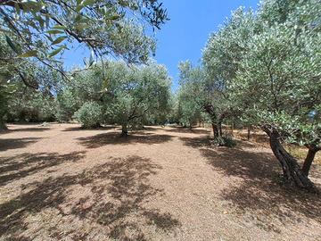 Rif.49 Terreno Agricolo e Magazzino Albano Laziale