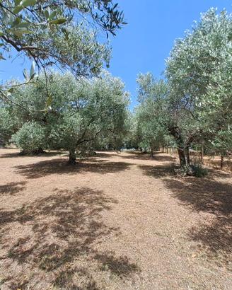Rif.49 Terreno Agricolo e Magazzino Albano Laziale