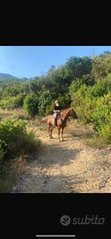 Vendita Cavallo