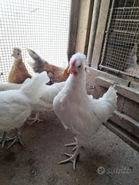 Galline
