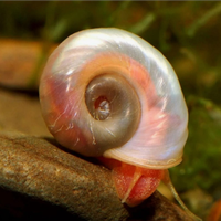 PLANORBARIUS RED - detritivora