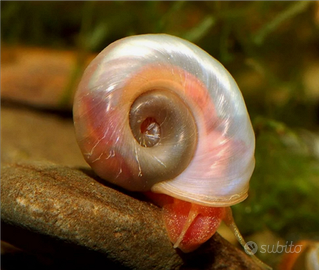 PLANORBARIUS RED - detritivora