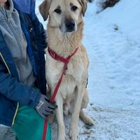 ALEX, cane grande dal cuore gigante