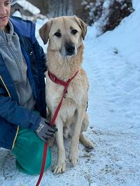 ALEX, cane grande dal cuore gigante