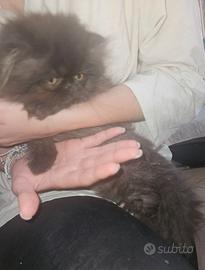 Gatto persiano