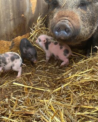 Mini Pig Maialini