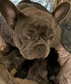 Bulldog francese