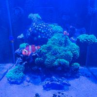 Ocellaris - Damigella - Salaris