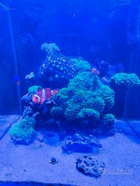 Ocellaris - Damigella - Salaris