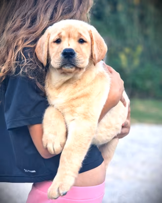 Cucciole di Labrador giallo - PEDIGREE-LASTRE