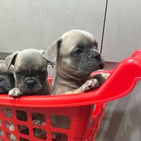 Cuccioli di Bulldog Francese