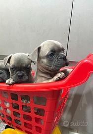 Cuccioli di Bulldog Francese