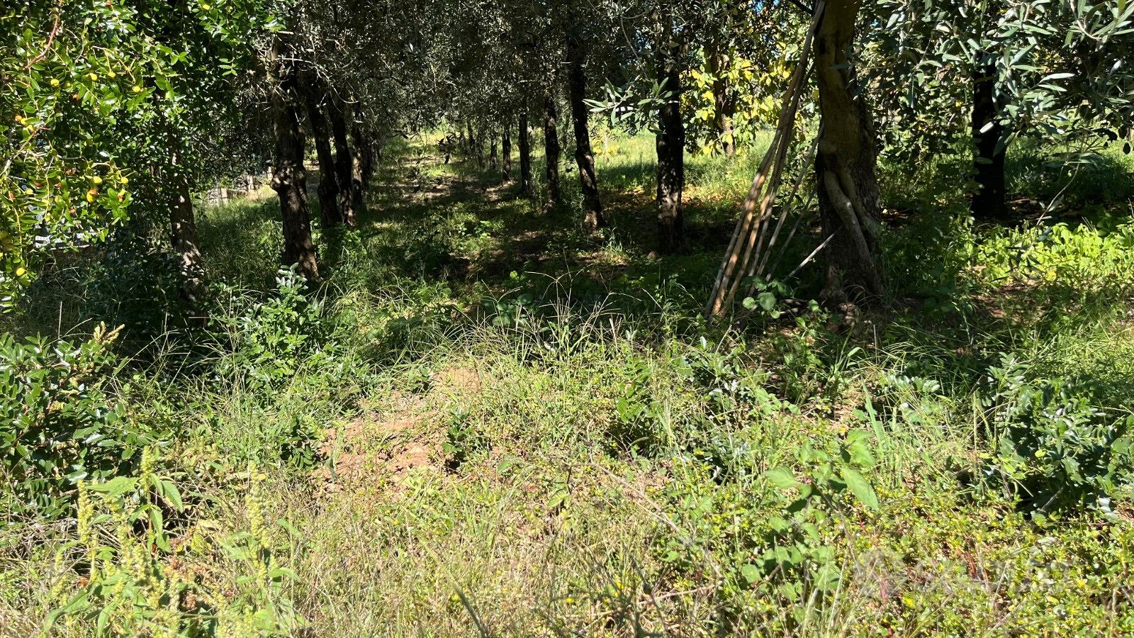Terreno agricolo - Vista 4