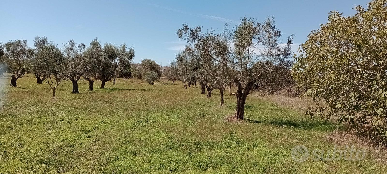 Terreno agricolo a Sannicola(Le) - Vista 3