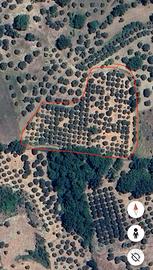 Fondo agricolo - Uliveto