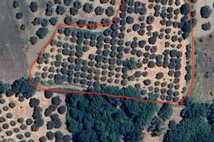 Fondo agricolo - Uliveto