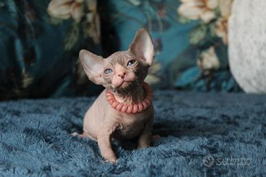 Cuccioli sphynx