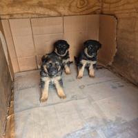 Cuccioli pastore tedesco