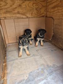 Cuccioli pastore tedesco