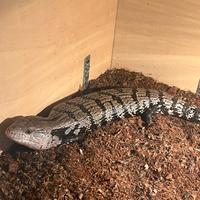 Tiliqua gigas