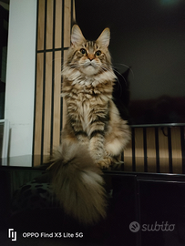 Maine Coon cuccioli